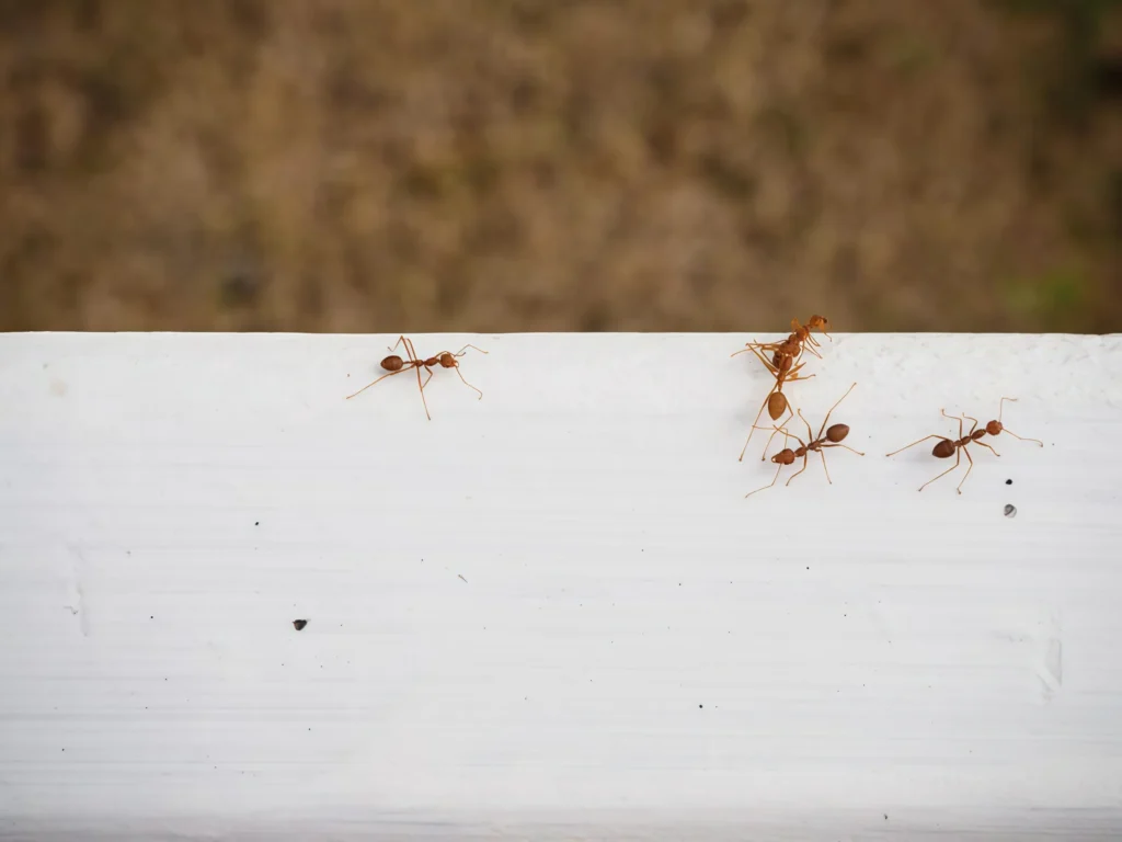 best ant killer for indoors