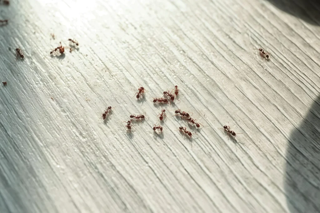 how to get rid of ants in the house quickly