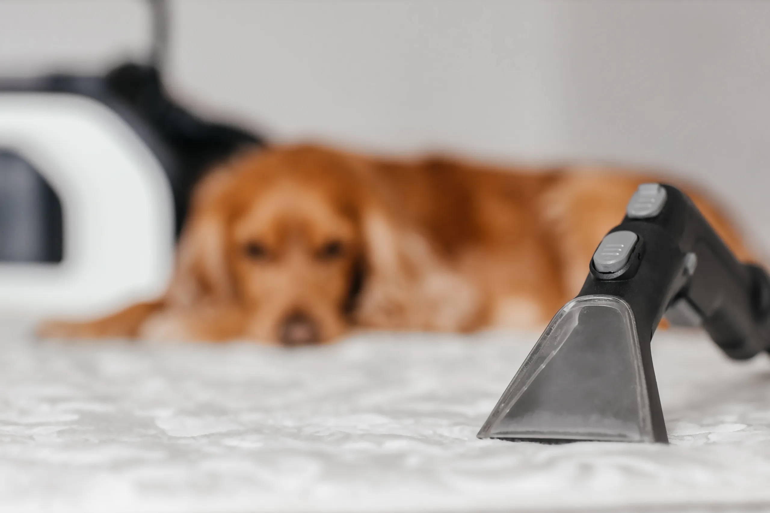 how to get rid of pet odor in house